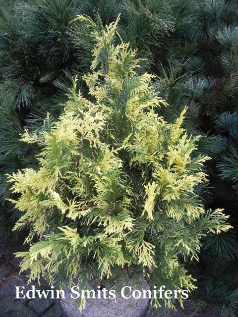 Cupressus nootkatensis (Chamaecyparis n. , Xanthocyparis n.)  Aureovariegata
